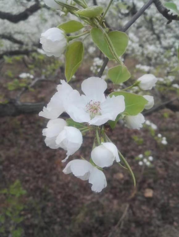 Tianjin Jixian Libo Family Farmstay Jizhou  エクステリア 写真